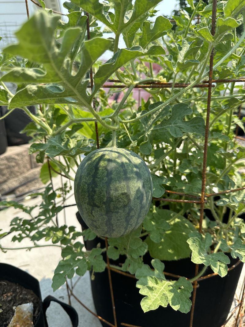 Melons