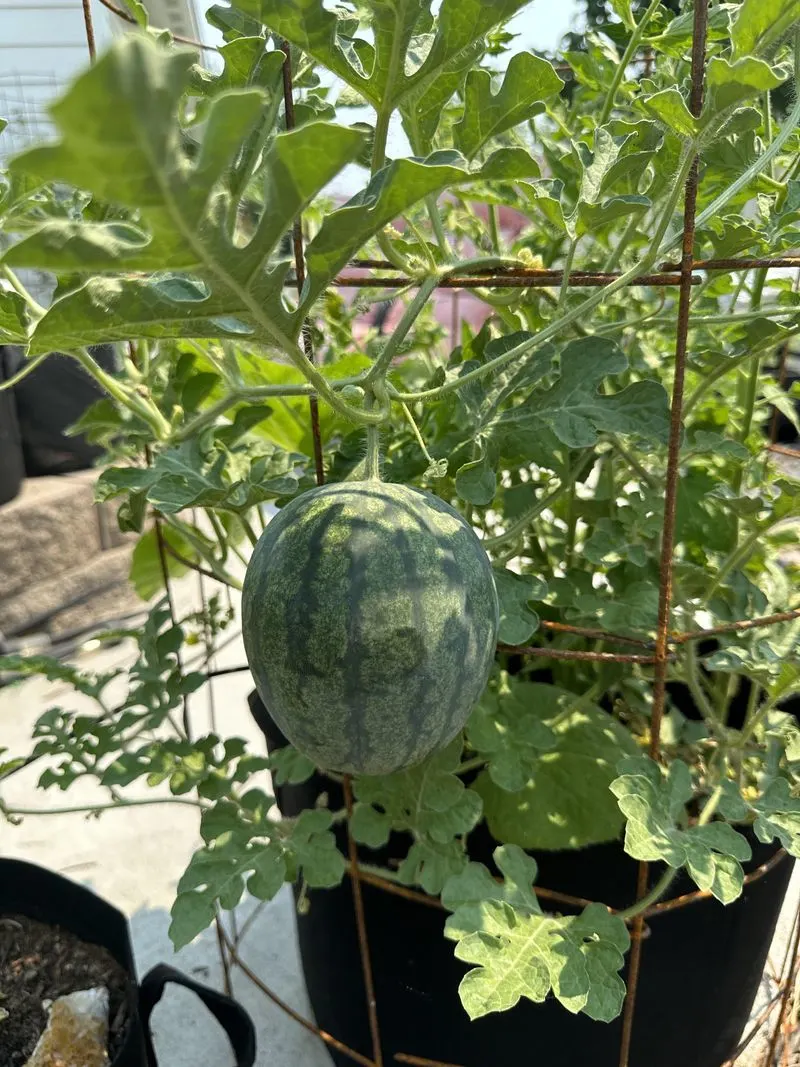Melons