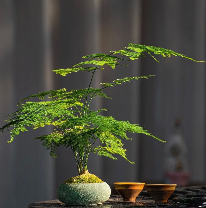 Asparagus Fern
