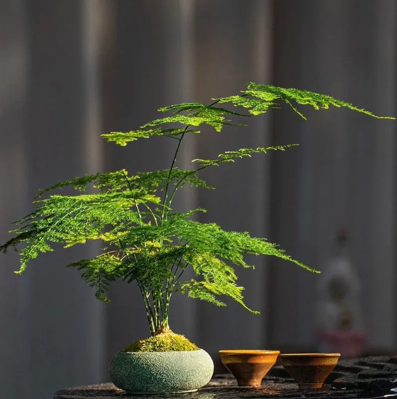Asparagus Fern