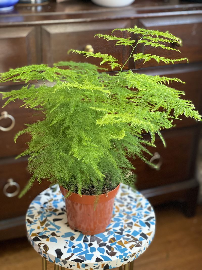 Asparagus Fern