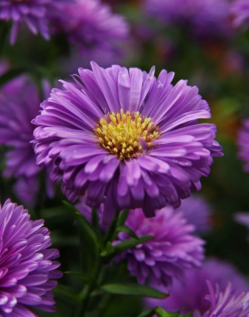 Aster