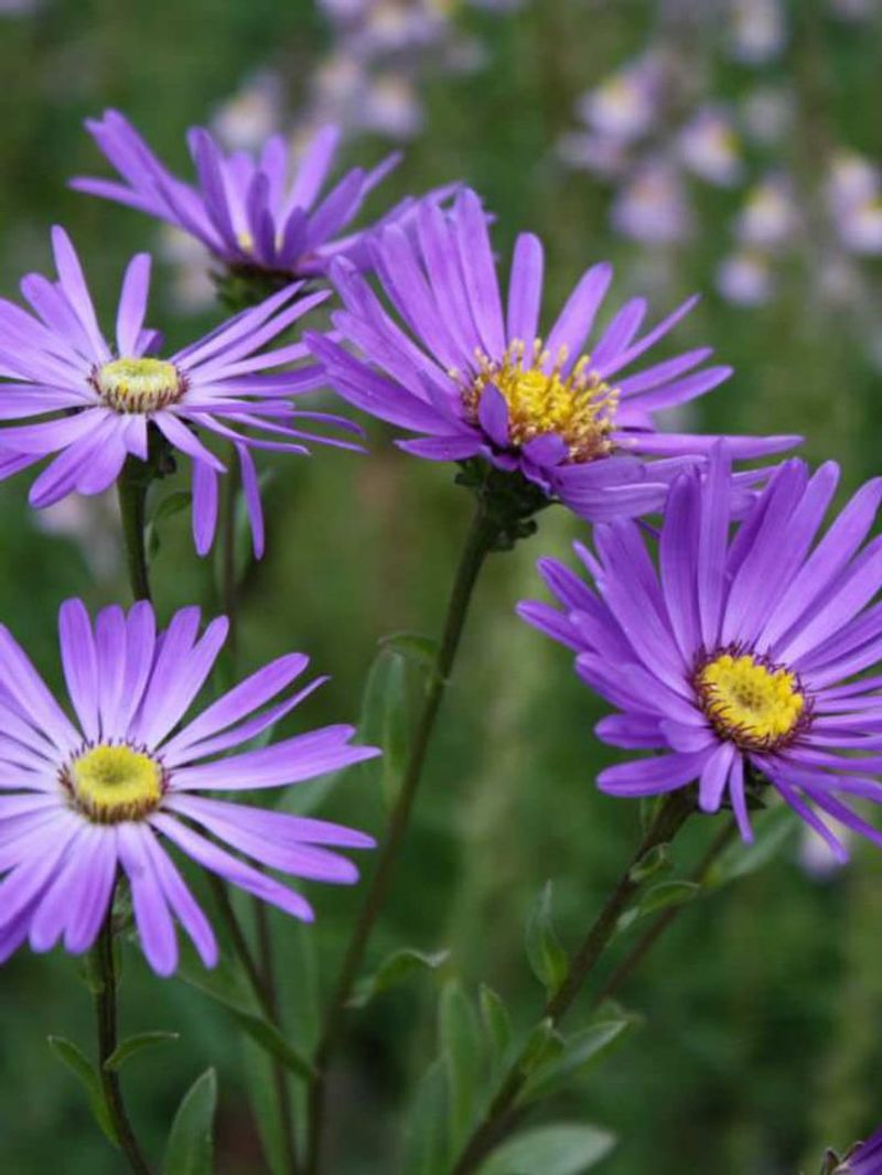 Aster