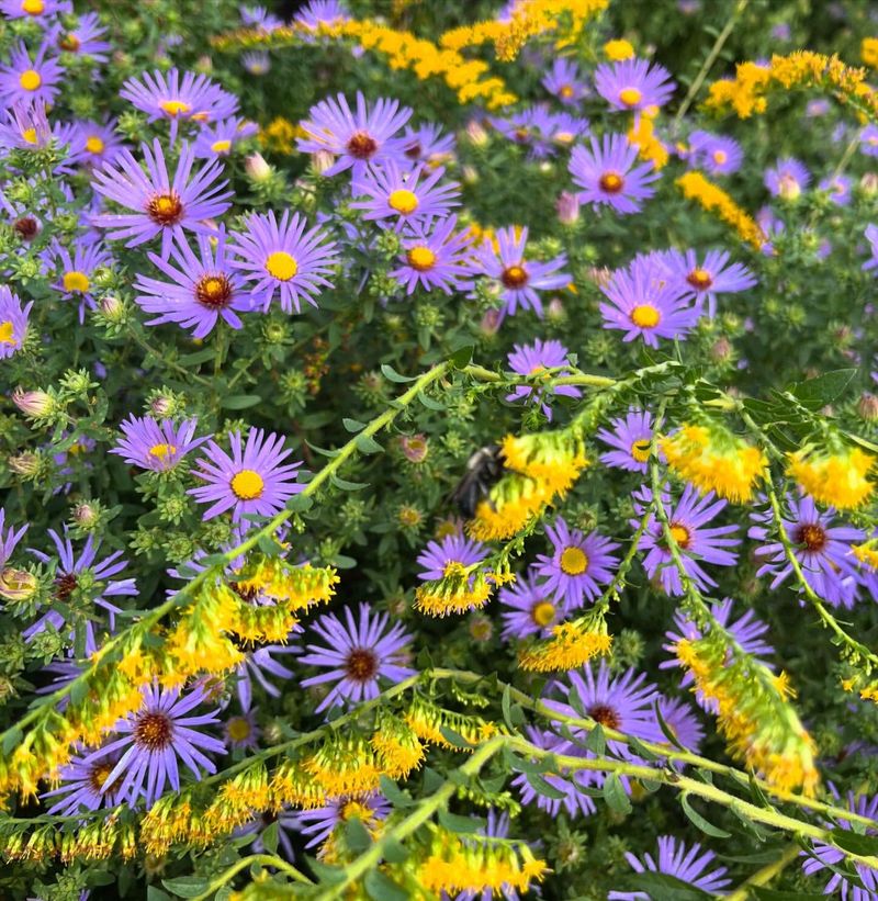 Asters