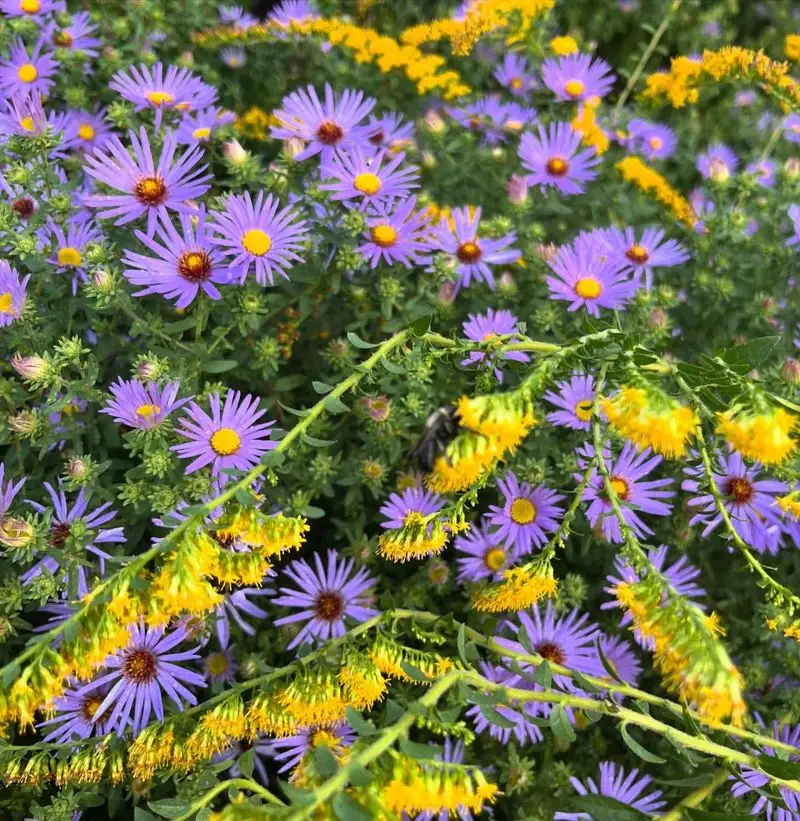 Asters