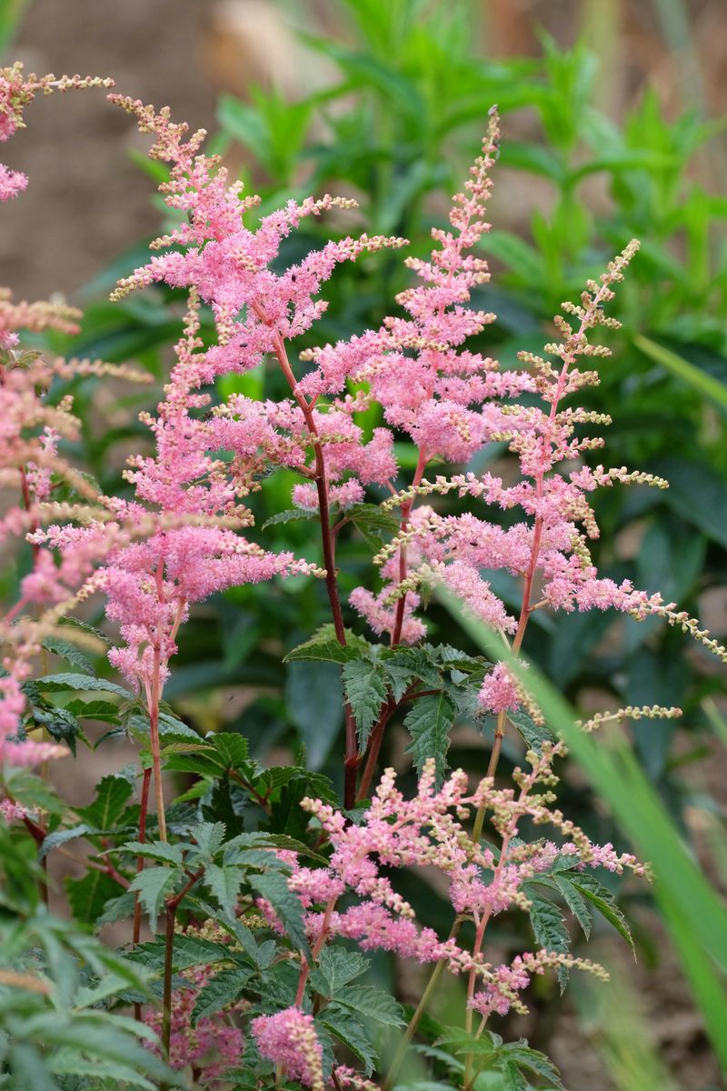 Astilbe