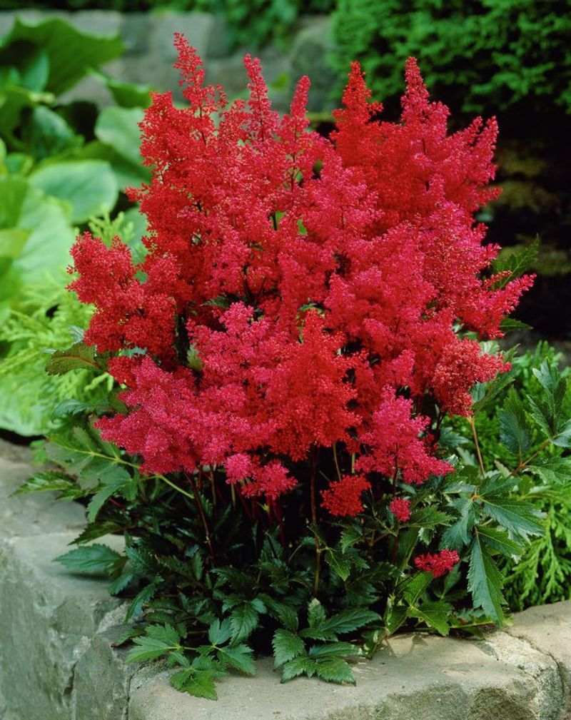 Astilbe