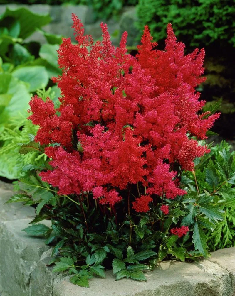Astilbe