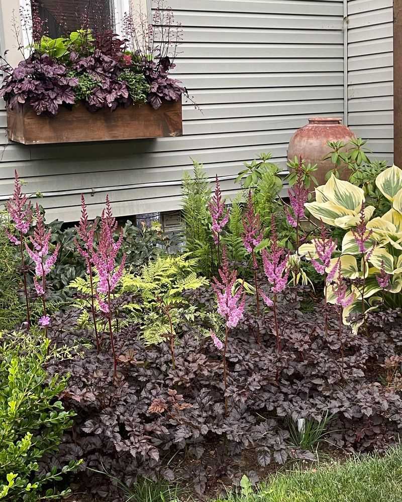 Astilbe