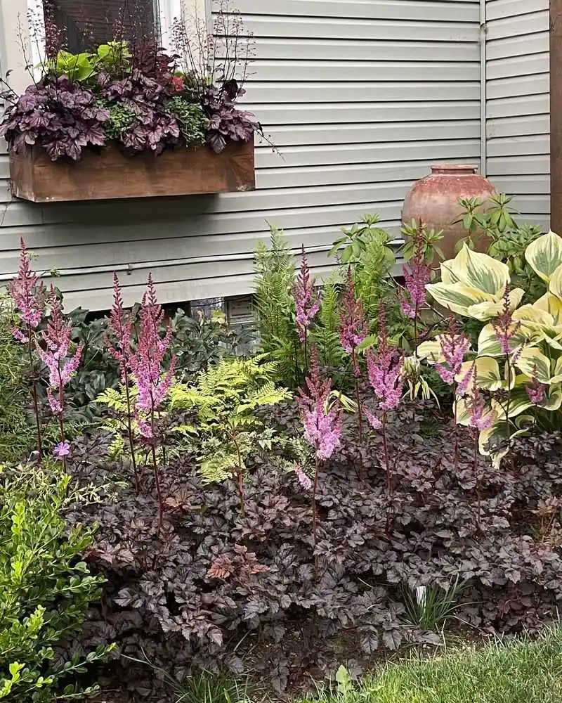 Astilbe