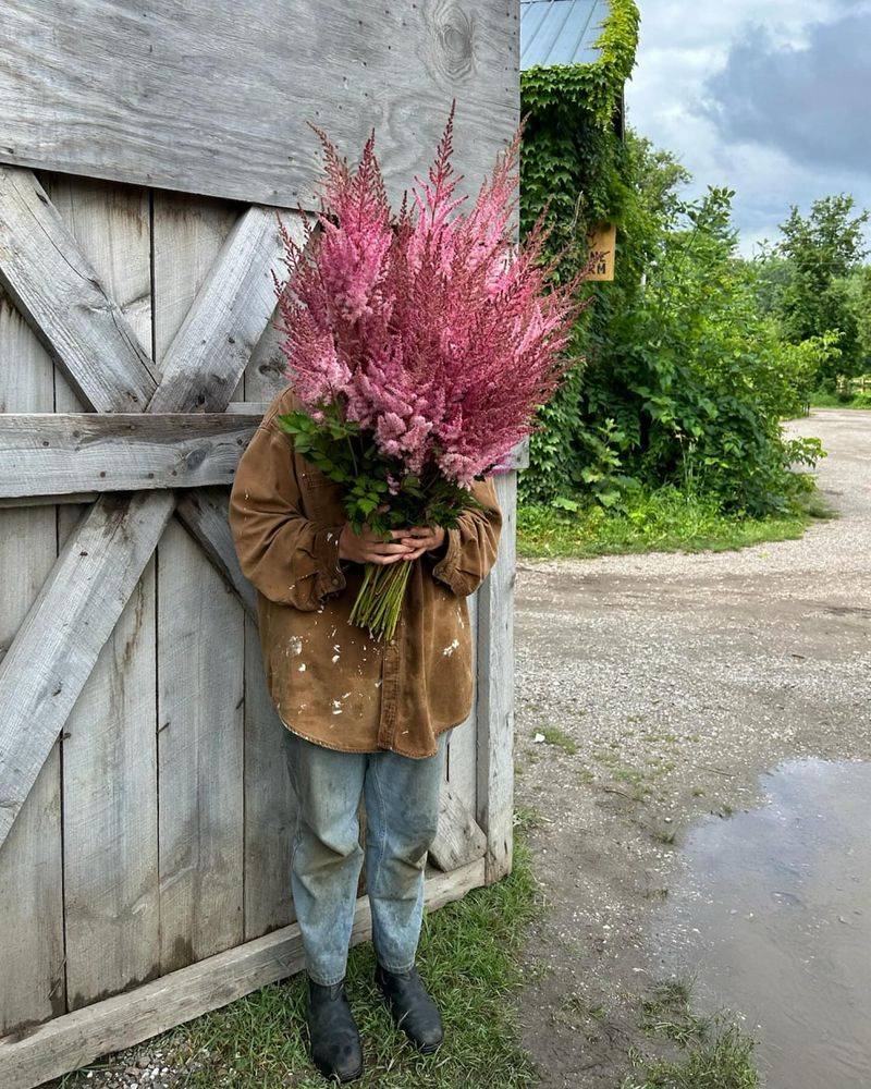 Astilbe