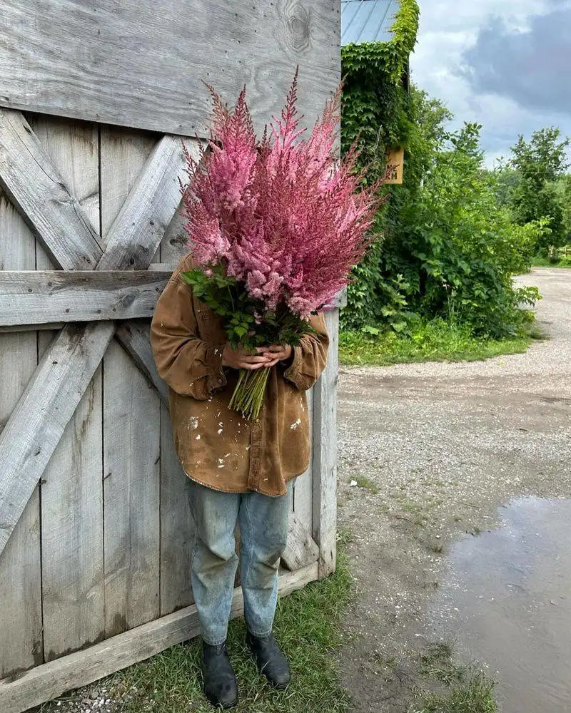 Astilbe