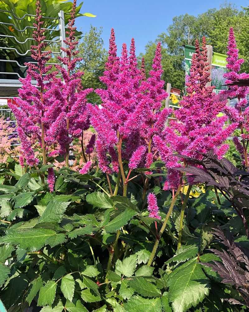 Astilbe