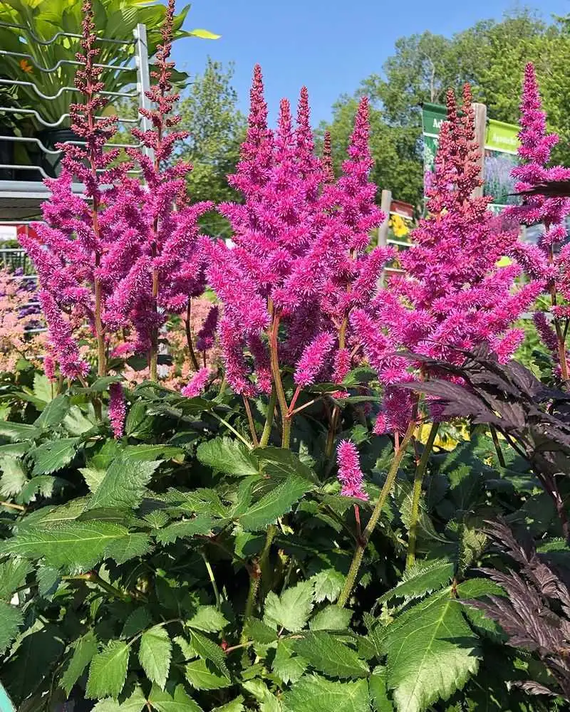 Astilbe