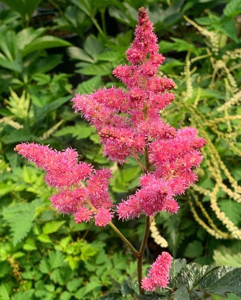 Astilbe
