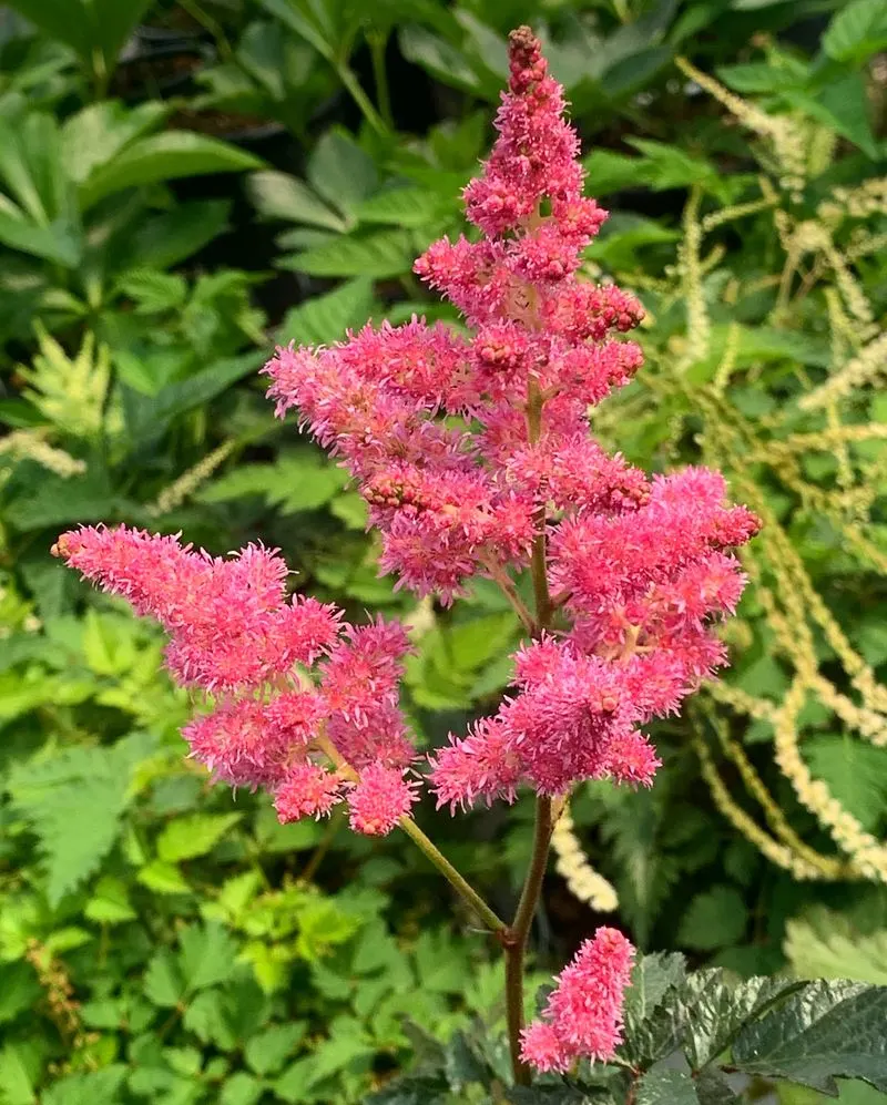 Astilbe