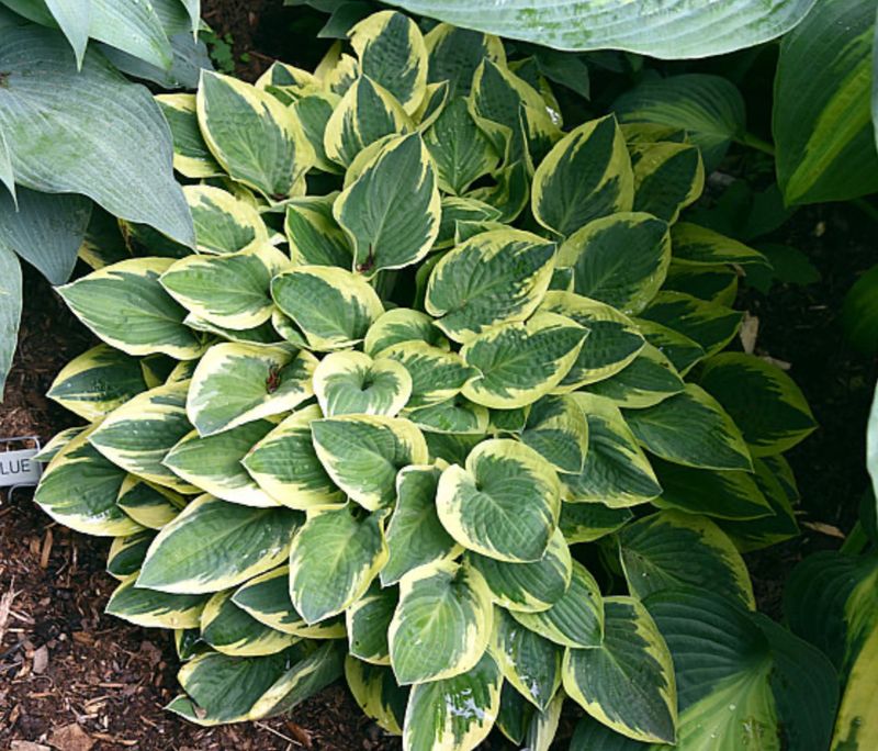 Hosta