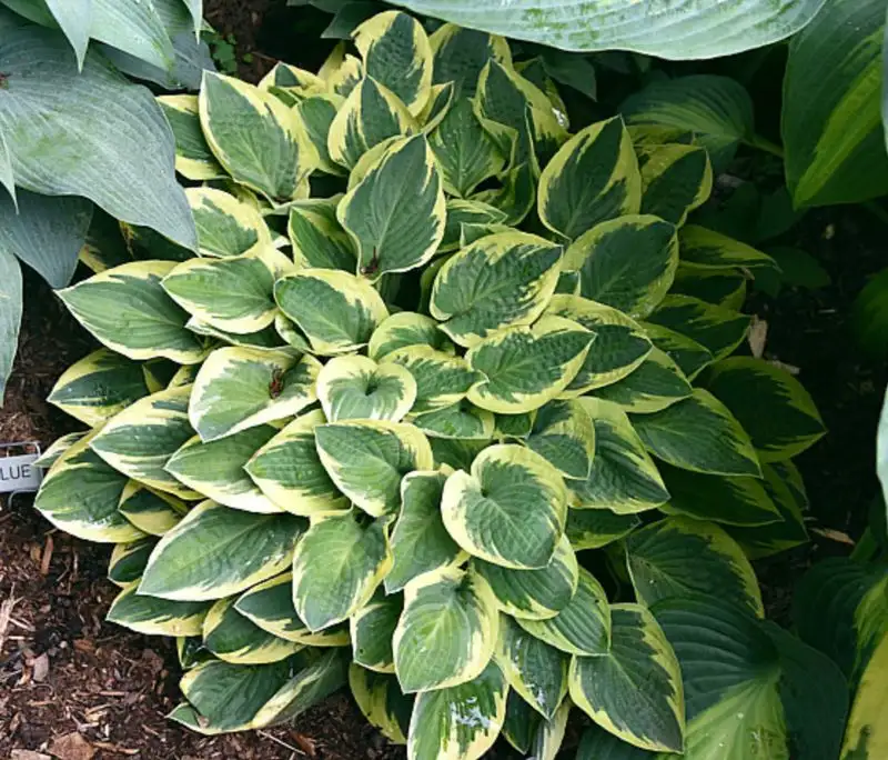 Hosta