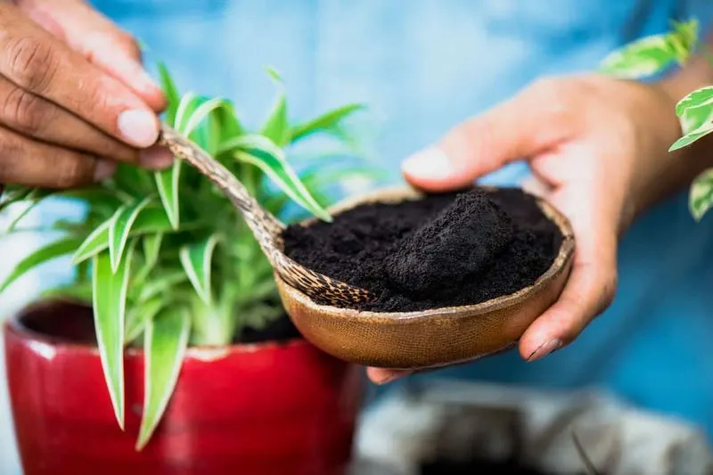 Attract Beneficial Insects