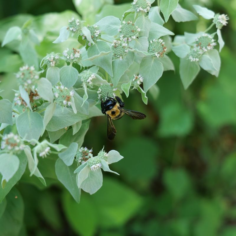Attracting Beneficial Insects