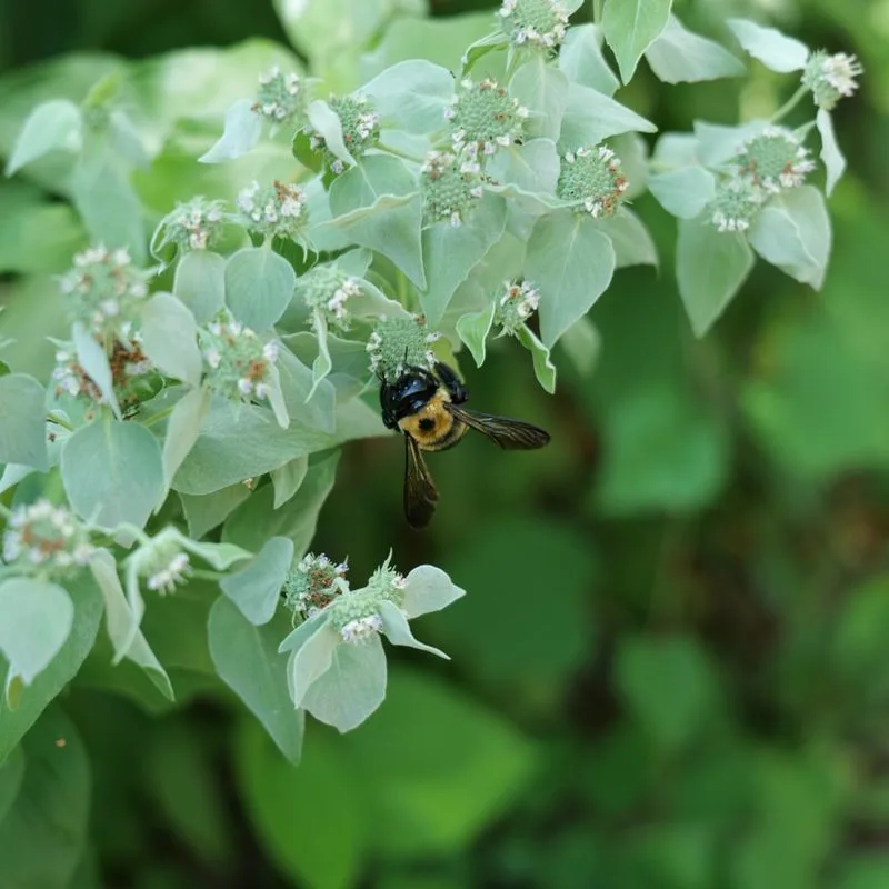 Attracting Beneficial Insects