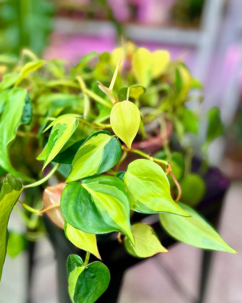 Aureum Philodendron