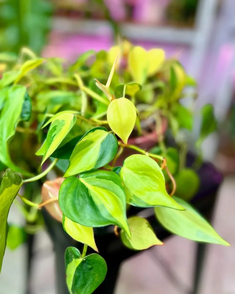 Aureum Philodendron