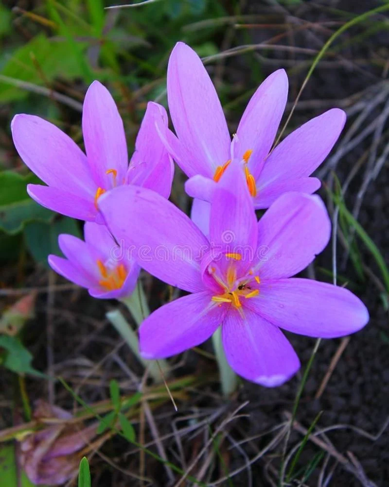 Autumn Crocus