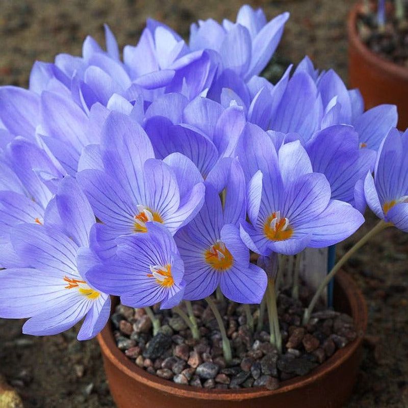 Autumn Crocus