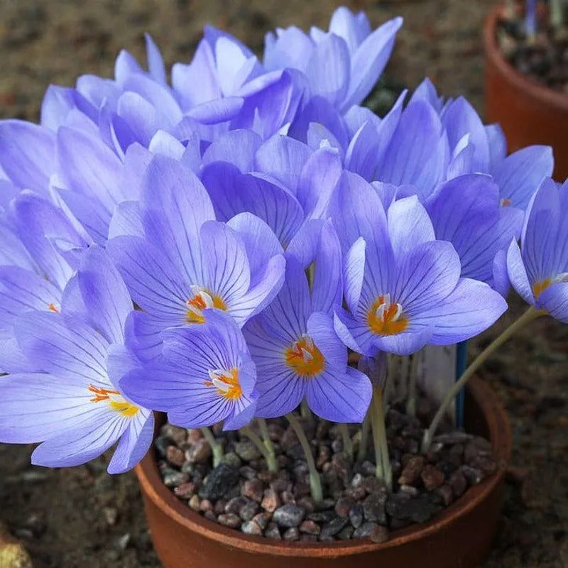 Autumn Crocus