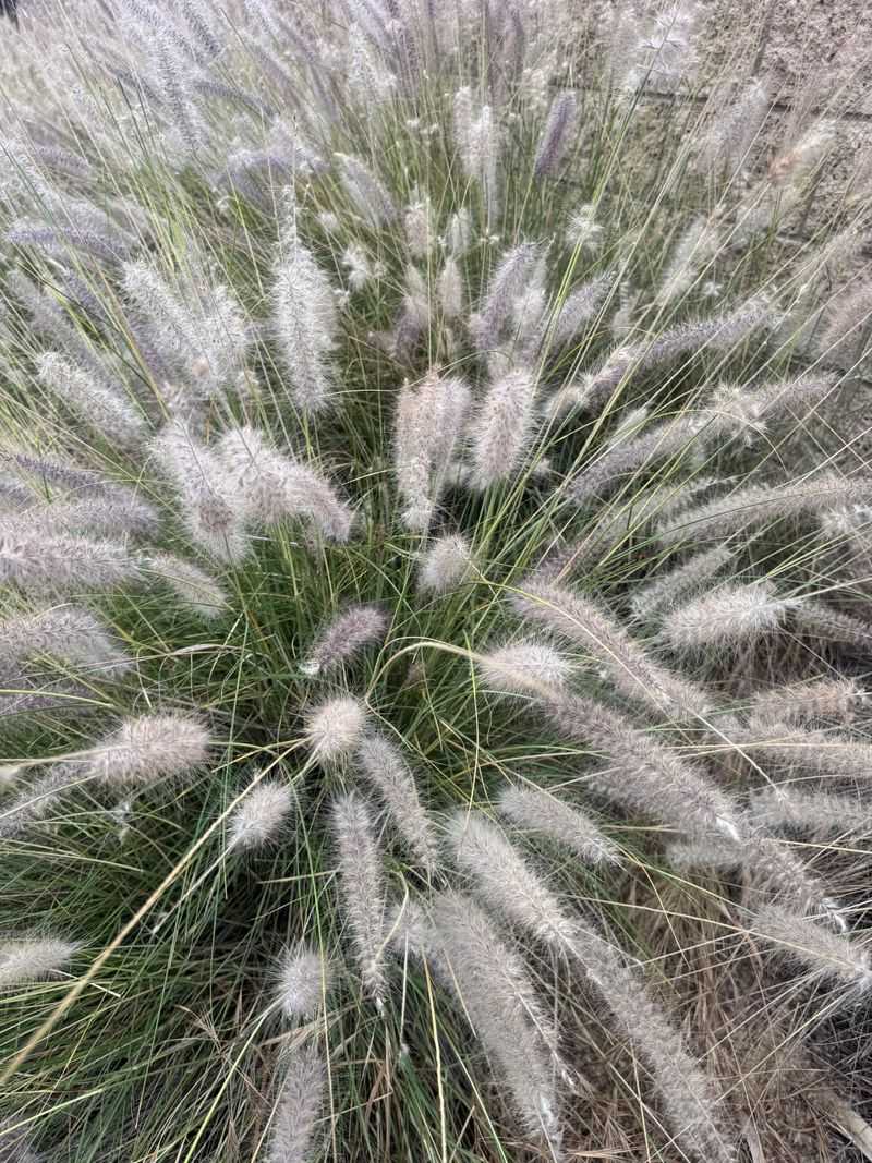 Fountain Grass (Pennisetum alopecuroides)