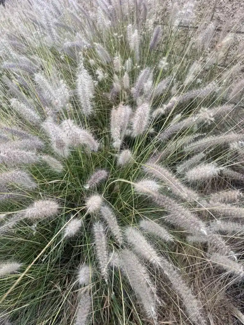 Fountain Grass (Pennisetum alopecuroides)