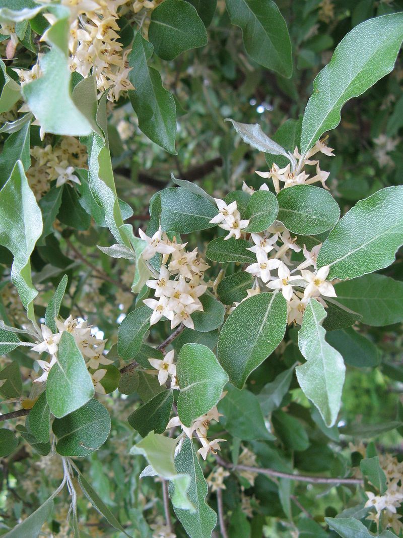 Autumn Olive (Elaeagnus umbellata)