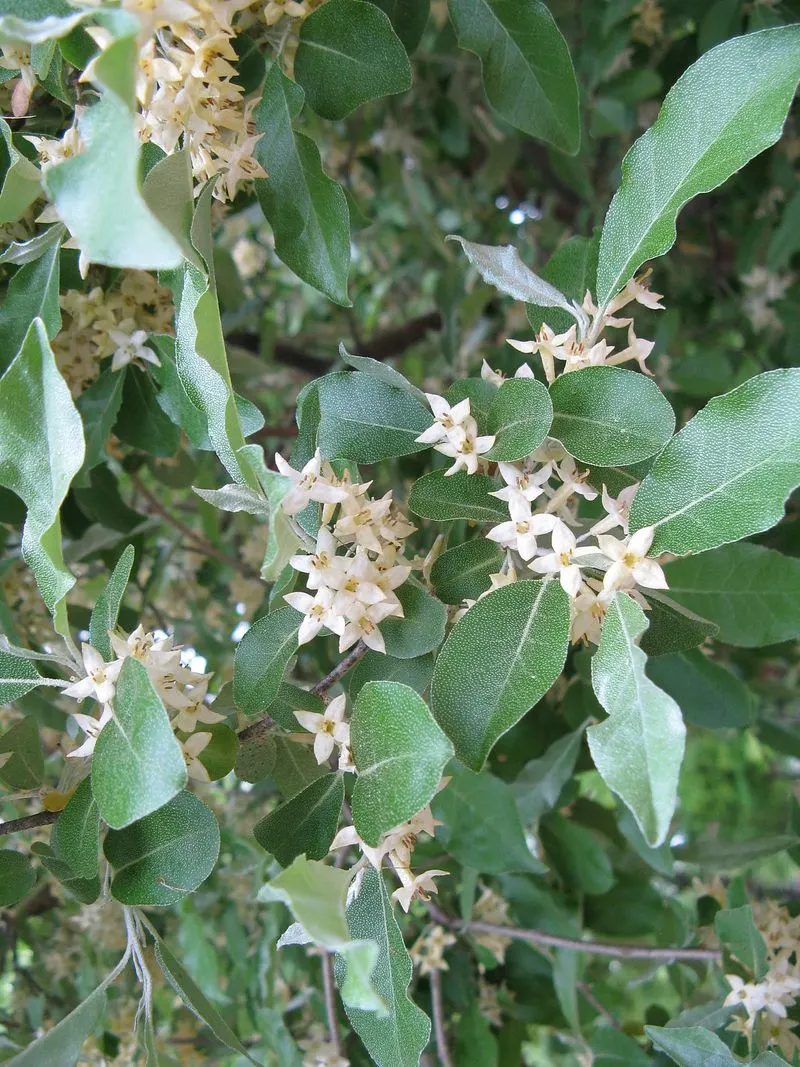 Autumn Olive (Elaeagnus umbellata)