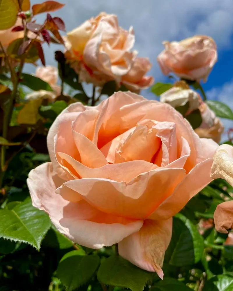 Autumn Sunset Rose