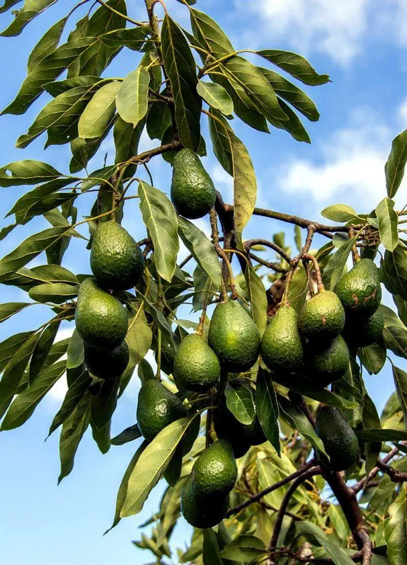 Avocado
