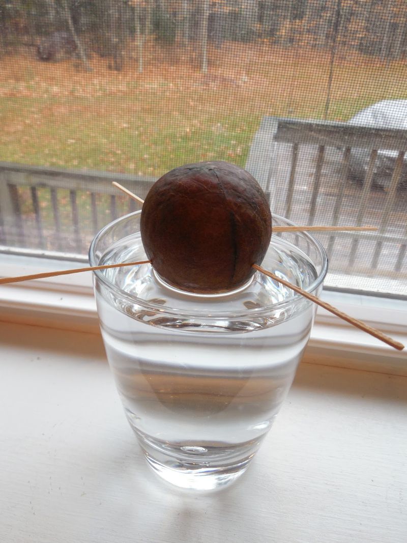 Avocado Pits