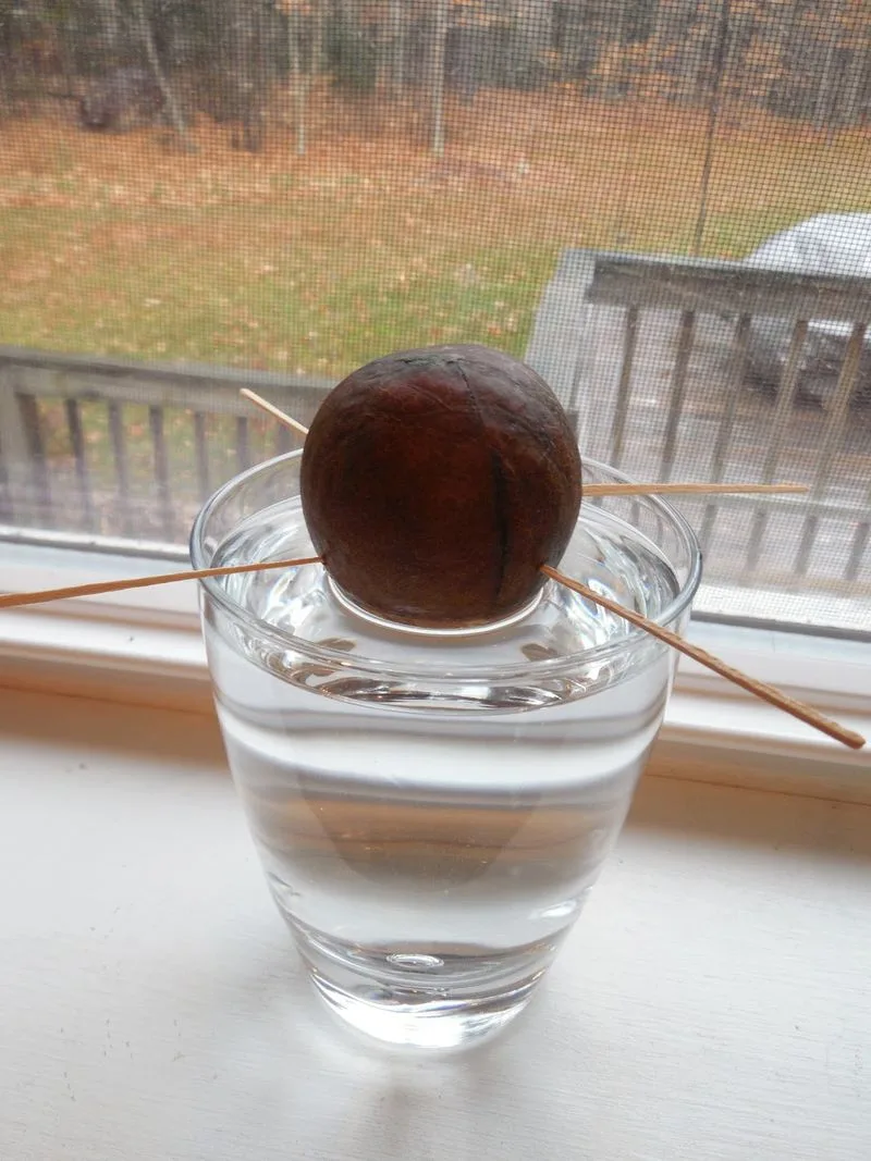 Avocado Pits