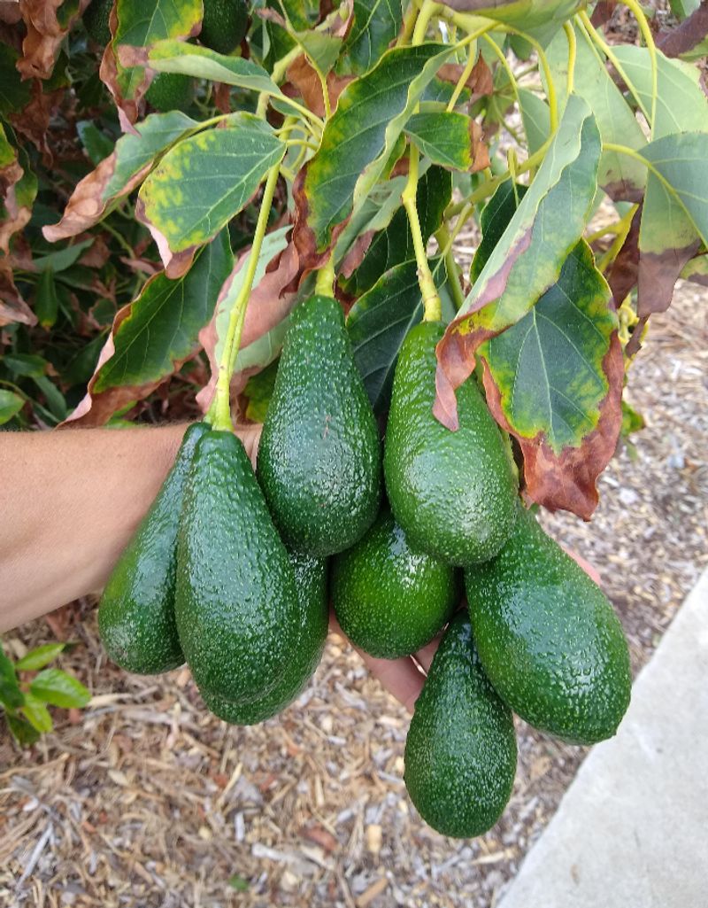 Avocado Tree (Struggles)