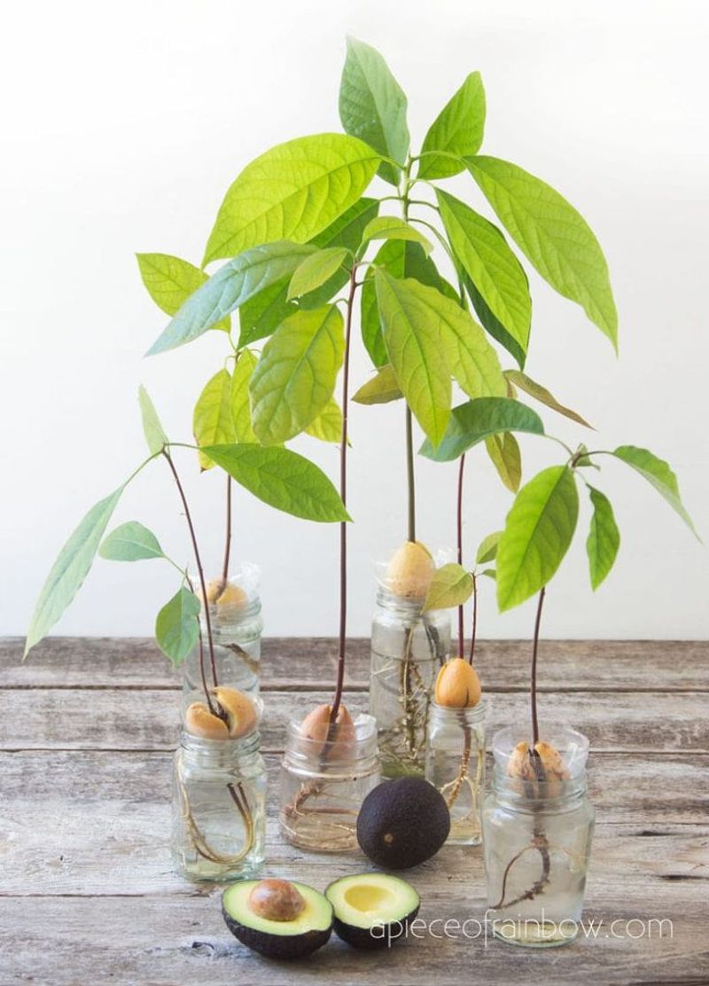 Avocados