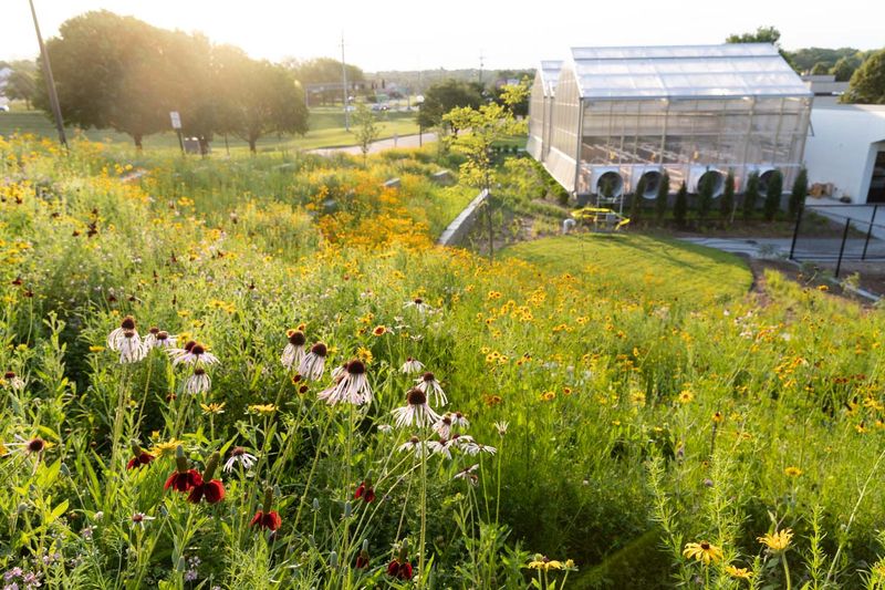 Avoiding Native Plants