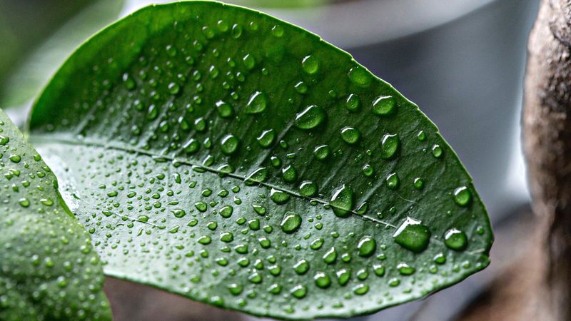 Avoiding Water on Leaves