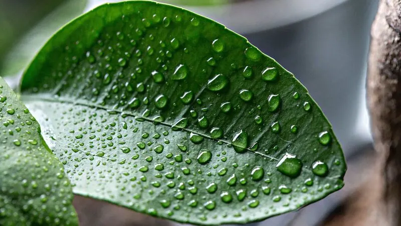 Avoiding Water on Leaves