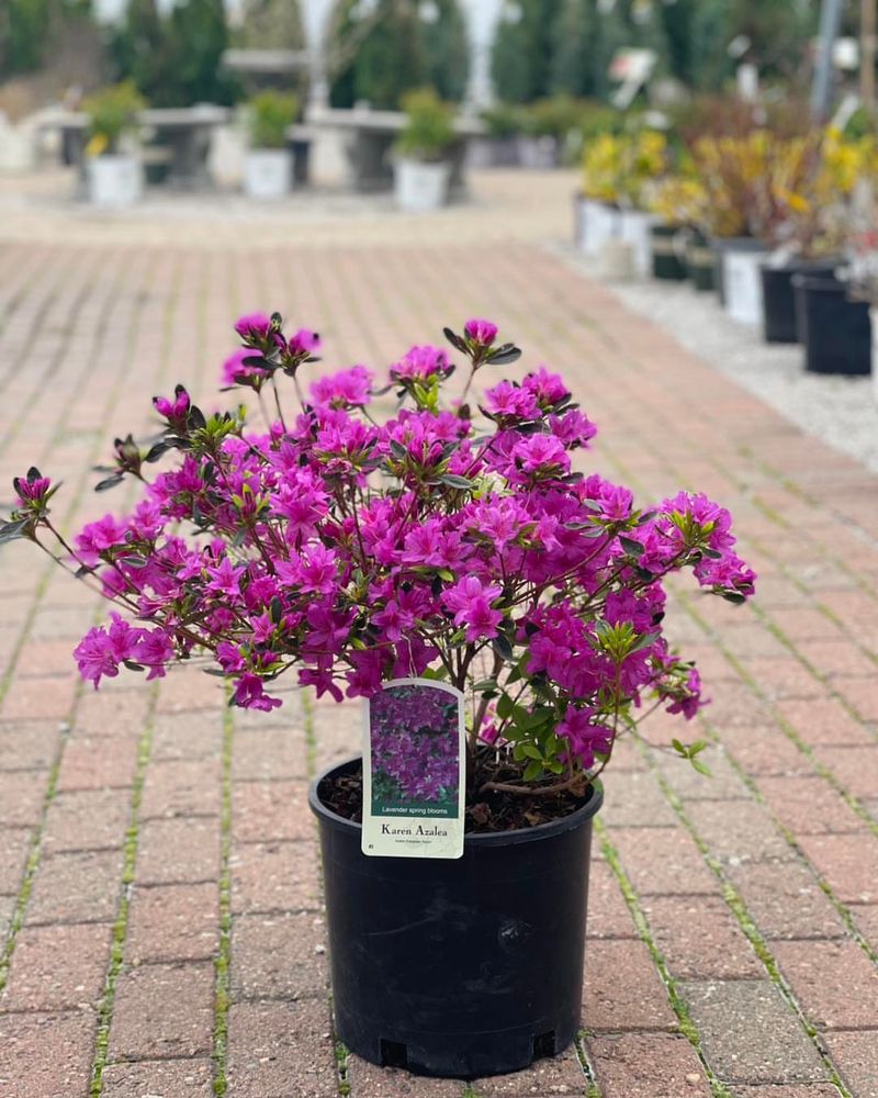 Azalea