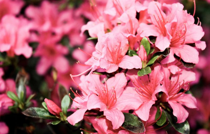 Azalea