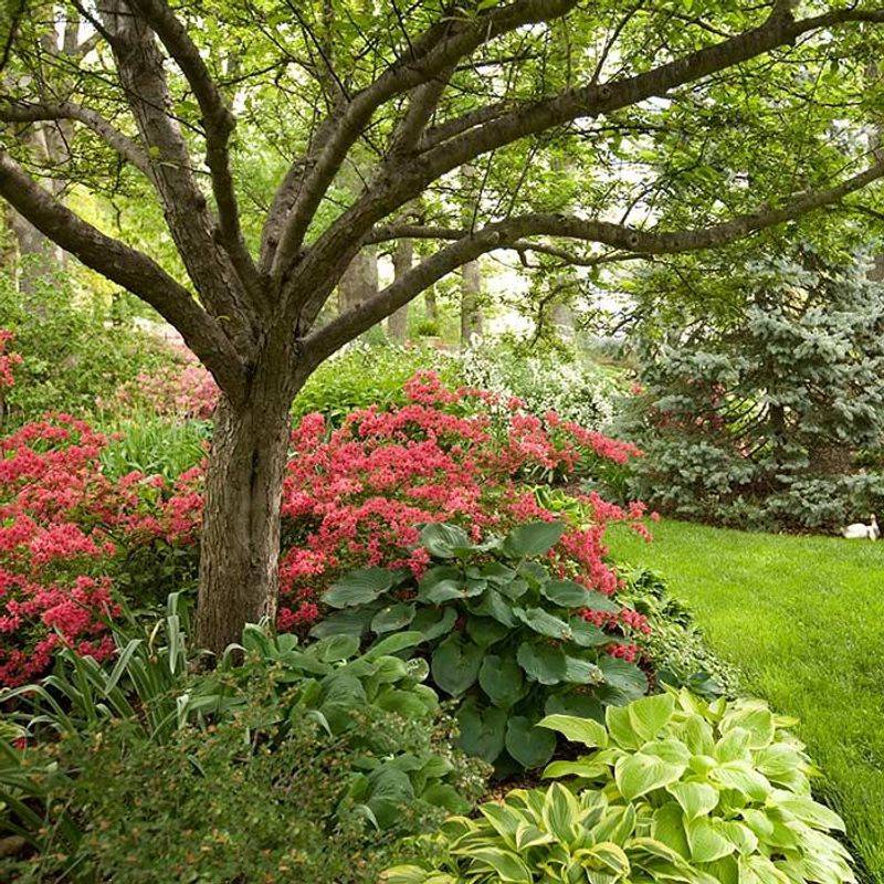 Azaleas