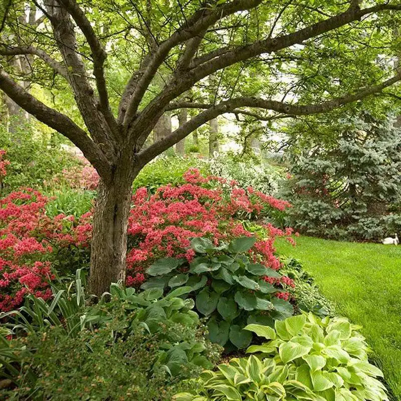 Azaleas