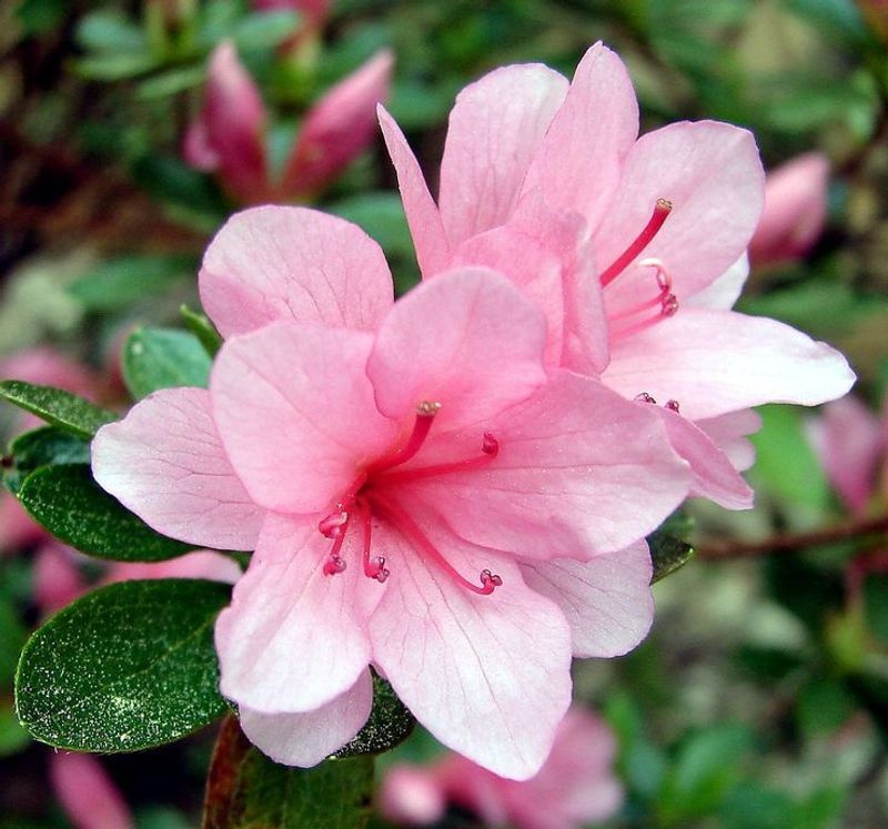 Azaleas