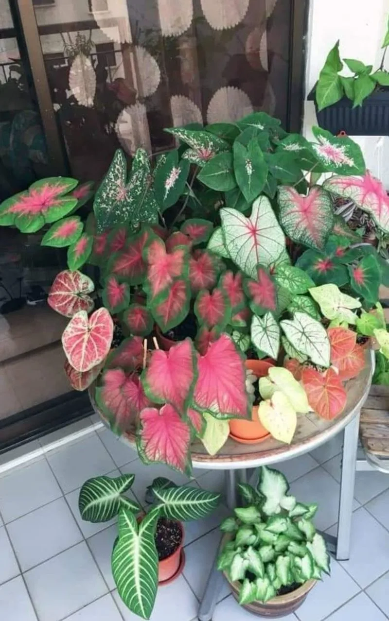 Caladium
