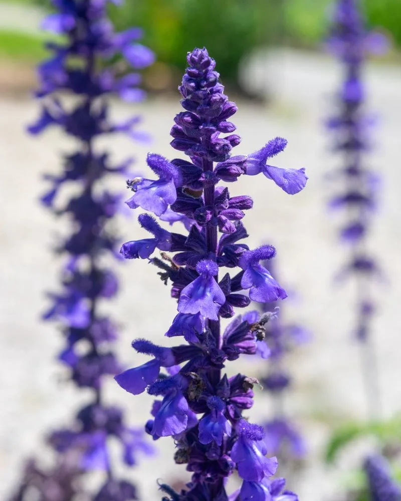 Salvia farinacea (‘Victoria Blue’)